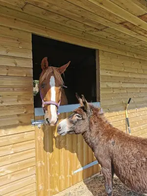 a horse and a donkey sticking their heads out of a door at Glen Bay - 2 Bed Lodge on Friendly Farm Stay with Private Hot Tub in New Cumnock
