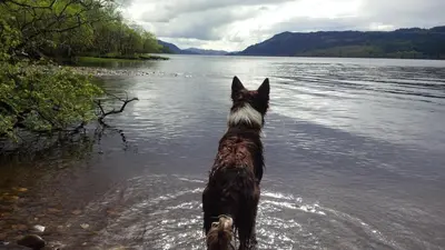 a dog standing in the water near a lake at Argyllholidaycottage Loch Awe in Eredine