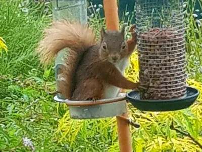 a squirrel is sitting in a bird feeder at Argyllholidaycottage Loch Awe in Eredine