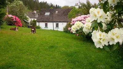 two dogs sitting in the grass next to flowers at Argyllholidaycottage Loch Awe in Eredine