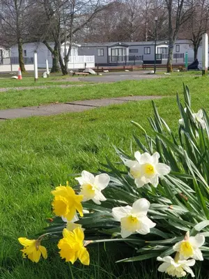 a bunch of yellow and white flowers in a park at Lomond Woods Holiday Park in Balloch
