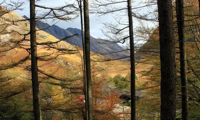 a view of a mountain through the trees at Oak Tree Lodge in Ballachulish