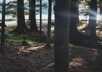 a group of trees with the sun shining through at Lodge at Loch Lomond in Glasgow