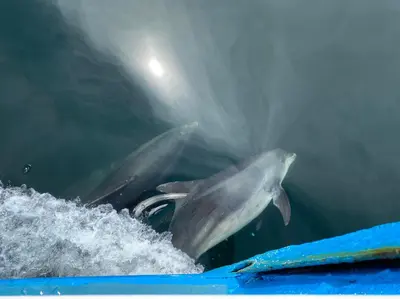 a dolphin jumping out of a boat in the water at Red Watch Apartment in Oban