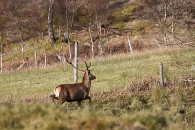 a gazelle standing in a field near a fence at Red Watch Apartment in Oban