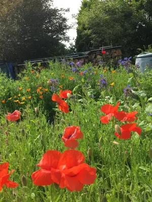a field of red poppies and other flowers at Red Watch Apartment in Oban