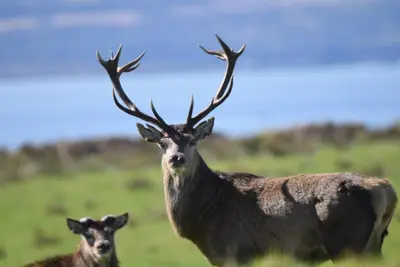 a couple of deer standing in a field at Red Watch Apartment in Oban