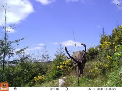 an animal with horns standing in a field at Red Watch Apartment in Oban