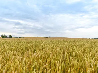 a field of tall grass on a cloudy day at The Cottage At Cauldcoats in Linlithgow
