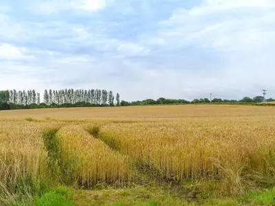 a field of tall brown grass with trees in the background at The Cottage At Cauldcoats in Linlithgow