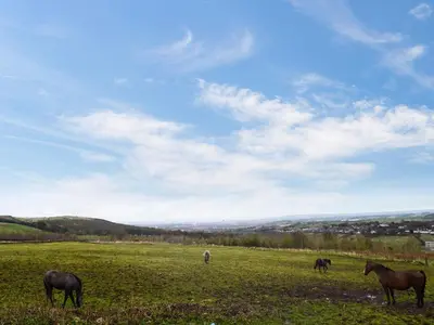 a group of horses grazing in a field at The Calving Shed in Neilston