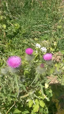 a group of purple flowers in the grass at Sir Andrew Murray House in Strathyre