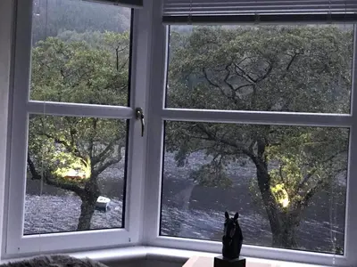 a cat sitting in front of a window looking out at The Coylet Inn by Loch Eck in Dunoon