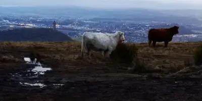 two cows standing on top of a hill at Ginger's in Stirling