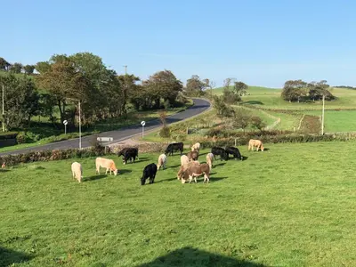a herd of sheep grazing in a field next to a road at Inveroran in Campbeltown