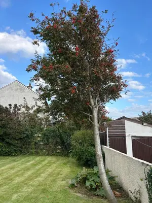 a tree with red flowers in a yard at Inveroran in Campbeltown