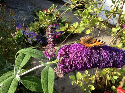 a butterfly sitting on top of a purple flower at Shegarton Farm Cottages in Luss