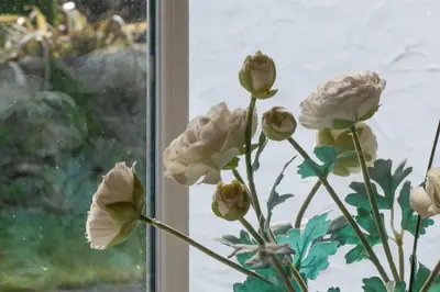 a vase with white flowers in a window at Saligo in Port Charlotte