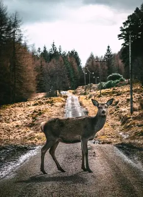 a deer standing in the middle of a road at Carvetii - Edward House B - 2 Dbl bed 1st floor flat in Dunfermline