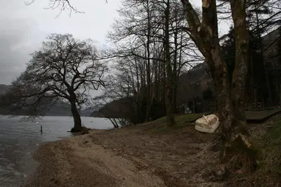 a group of trees next to a body of water at Montague Villa in Dunoon
