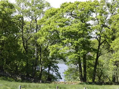 a group of trees with a lake in the background at Balmeanoch in Lochearnhead