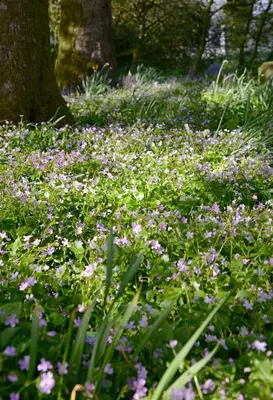 a field of purple and white flowers in front of a tree at Craigadam Country House Hotel in Kirkpatrick Durham