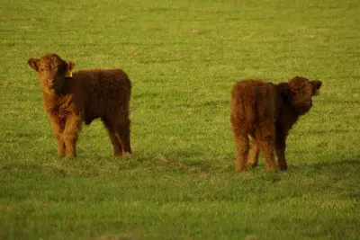 two brown cows standing in a field of grass at Craigadam Country House Hotel in Kirkpatrick Durham