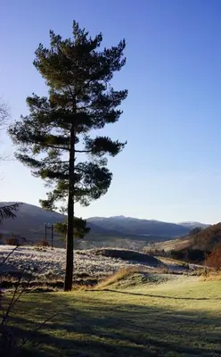 a pine tree in the middle of a field at Cosy & compact Rowan Lodge no4 in Killin