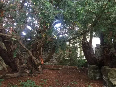 a tree in front of a brick wall at Cosy Rowan woodland lodge no3 in Killin