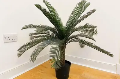 a palm tree in a black pot on a wooden floor at Cozy Nights - Ibrox Street in Glasgow