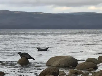 a bird sitting on some rocks in the water at Cromla Cottage in Corrie