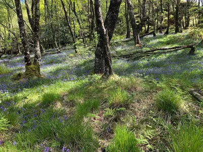 a field of blue flowers in the woods at Barfad Self Catering Holiday Cottages in Tarbert