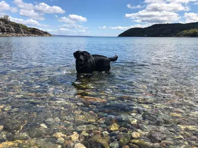 a black dog standing in a body of water at Barfad Self Catering Holiday Cottages in Tarbert
