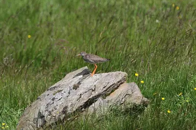 a bird standing on a rock in a field at Cosy Modern Nordic Lodge w/ Loch View & Log Burner in Lochearnhead