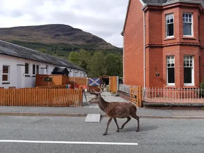a deer crossing a street in the middle of a road at Etive Pod, West Highland Way Holidays in Kinlochleven