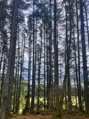 a forest of tall trees with the sky in the background at Stoneymollan over Loch Lomond in Balloch