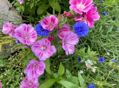 a bunch of pink and blue flowers at The Smiddy House in Auchterarder