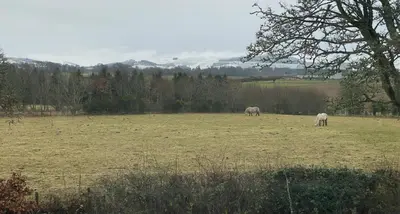 three white animals grazing in a field at The Smiddy House in Auchterarder
