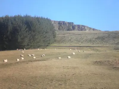 a herd of sheep grazing in a field at Rockfoot B&B in Fintry