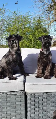 two black dogs sitting on top of wicker baskets at The Sleeping Dog Room at The Grumpy Schnauzer BnB Huge Room, Luxe Suite, Private Hot Tub, Breakfast, Gym, Games Room, Farm Stay, Amazing in Airdrie