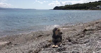 a dog standing on a beach near the water at Auchnabreac Cottage in Carradale
