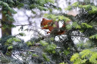 a red squirrel sitting on top of a tree branch at Lochay Lodges in Killin