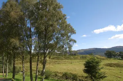 a group of trees in a field with mountains in the background at Woodland Spruce Lodge in Killin