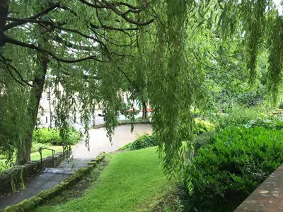 a weeping willow tree hanging over a green lawn at Old Spittal Hospital Apartment - Free Parking in Stirling