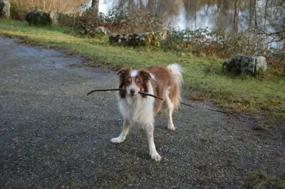 a brown and white dog holding a stick in its mouth at Creag Mhor Self Catering Holiday Apartment in Aberfoyle