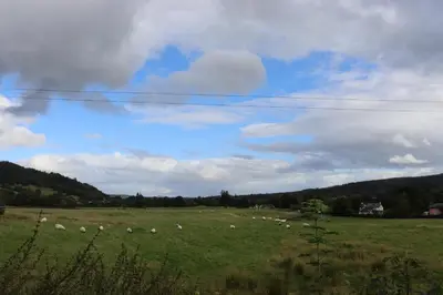 a herd of sheep grazing in a field at Farmston Lodge in Callander