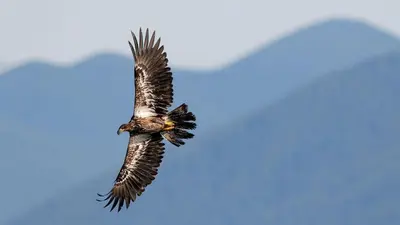 a bird flying in the sky at Kirkview House in Moffat