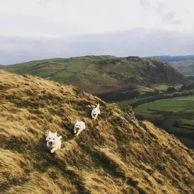 three sheep running on a grassy hill at Doonans Cottage in Maybole