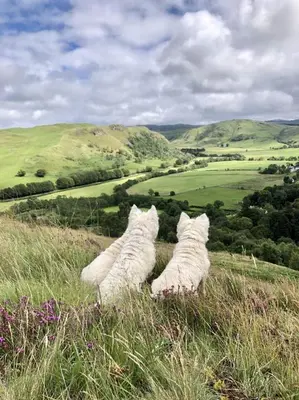 three white cats sitting on top of a grassy hill at Balcraig House in Maybole