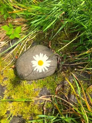 a white flower on a rock in the grass at 4 Balvaig Cottage, Strathyre in Stirling